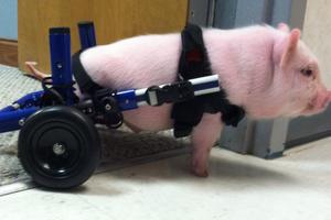 Chris P Bacon in Walkin Wheels