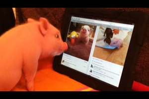 Chris P Bacon online