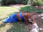 Fritz the Dachshund in Drag Bag