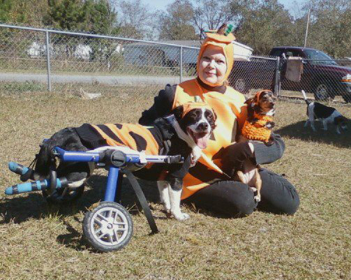 Scooter as The Great Pumpkin