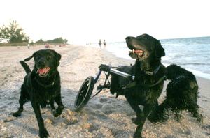 Cliffie-Friends-Beach