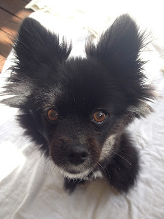 Bear the two legged dog without wheels