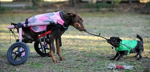 Calypso and Ebby playing