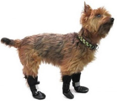 Pet Boots on Sale